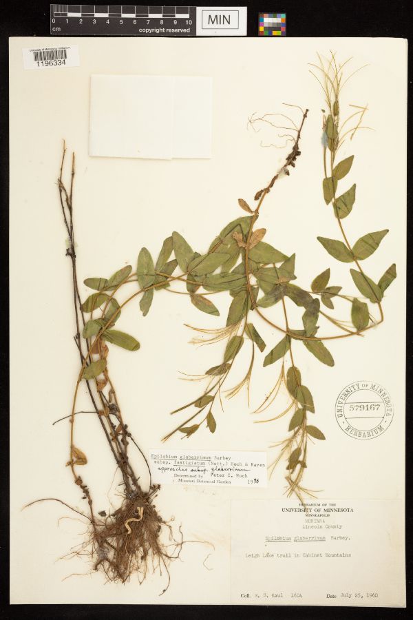 Epilobium glaberrimum subsp. fastigiatum image