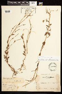 Epilobium halleanum image