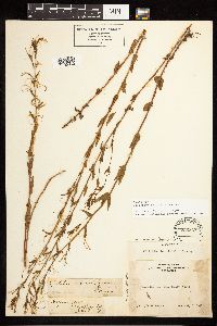 Epilobium halleanum image