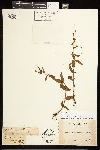 Epilobium halleanum image