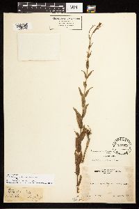 Epilobium halleanum image