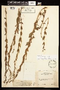 Epilobium halleanum image