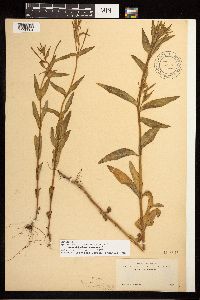 Epilobium halleanum image