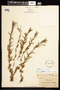 Epilobium halleanum image