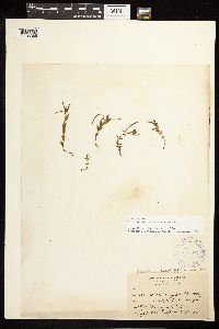 Epilobium halleanum image