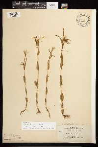 Epilobium halleanum image