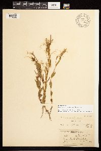 Epilobium halleanum image