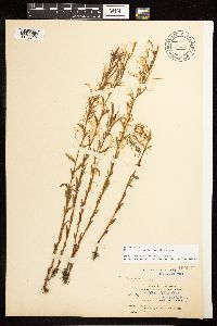 Epilobium halleanum image