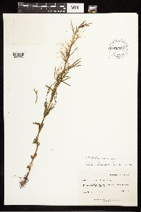 Epilobium halleanum image