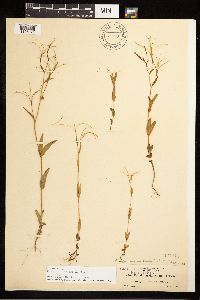 Epilobium halleanum image
