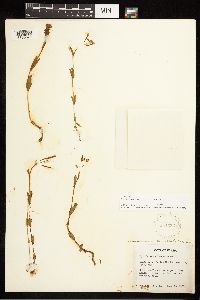 Epilobium halleanum image