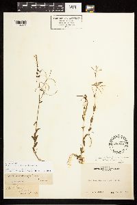 Epilobium halleanum image