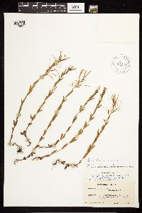 Epilobium halleanum image