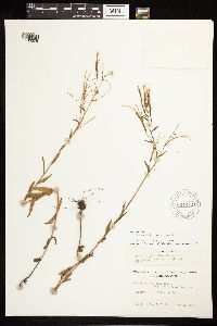 Epilobium halleanum image