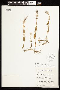 Epilobium halleanum image