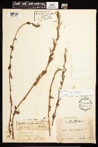 Epilobium halleanum image