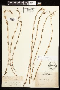 Epilobium halleanum image