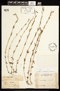 Epilobium halleanum image