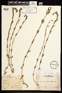 Epilobium halleanum image