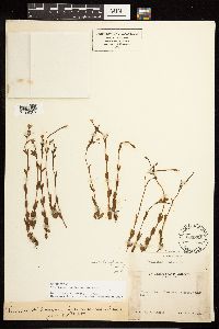 Epilobium halleanum image