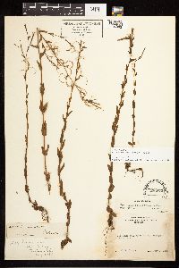 Epilobium halleanum image