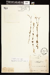 Epilobium halleanum image