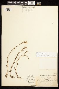Epilobium halleanum image