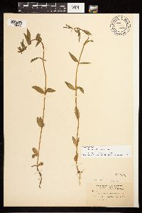 Epilobium halleanum image