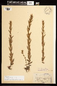 Epilobium halleanum image