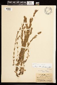 Epilobium halleanum image
