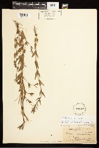 Epilobium halleanum image