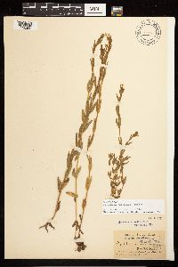 Epilobium halleanum image