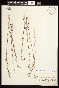 Epilobium halleanum image