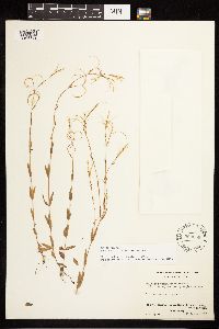 Epilobium halleanum image