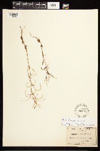 Epilobium halleanum image