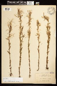 Epilobium halleanum image