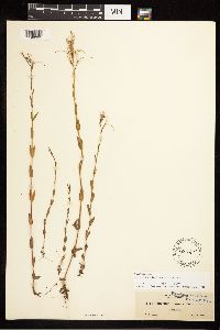 Epilobium halleanum image