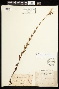 Epilobium halleanum image