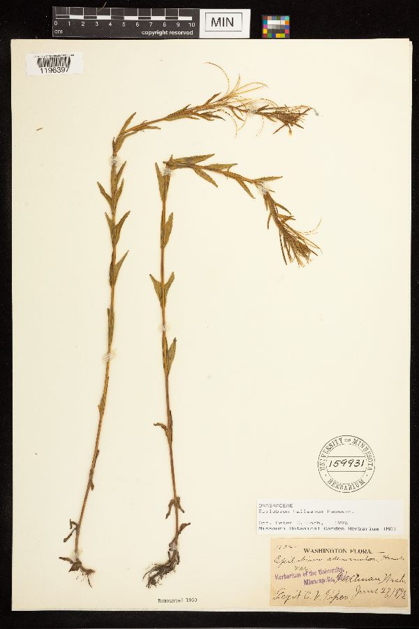Epilobium halleanum image