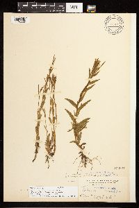 Epilobium halleanum image