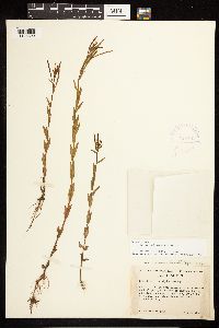 Epilobium halleanum image