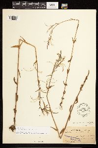 Epilobium halleanum image