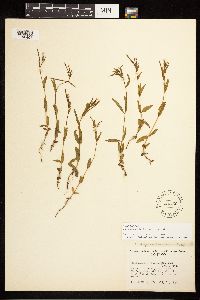Epilobium halleanum image