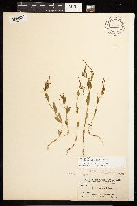 Epilobium halleanum image