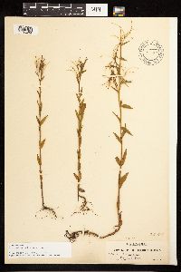 Epilobium halleanum image
