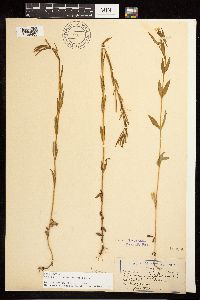 Epilobium halleanum image