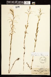 Epilobium halleanum image