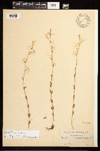 Epilobium halleanum image