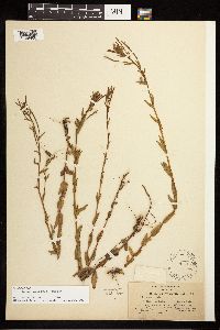 Epilobium halleanum image