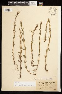 Epilobium halleanum image